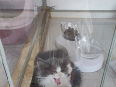 -糯米喵星人总部直营旗舰店·猫舍·幼猫出售