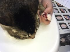-关爱宠物医院·猫科中心·消化科(滨湖万达分院)