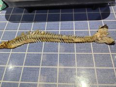 -鱼酷活鱼烤鱼(北美店)