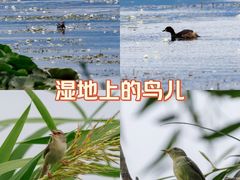 -洱海月湿地公园