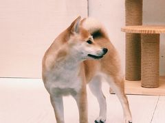 -浣熊柯尔鸭土拨鼠·电玩咖