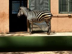 -青藏高原野生动物园