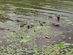 -丁香湖公园
