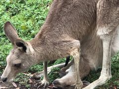 -可伦宾野生动物保护区