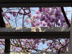 -Peet's Coffee皮爷咖啡(德基店)