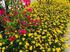 -芒洲湿地公园