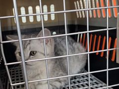 -纳吉亚猫专科动物医院博雅分院
