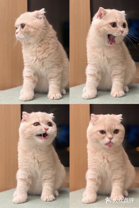CAT’S MEWSTAR CAFE·喵星球猫屋(晴湾咖啡店)图片
