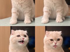 -CAT’S MEWSTAR CAFE·喵星球猫屋(晴湾咖啡店)
