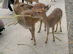 -鹿境梅花鹿生态园区