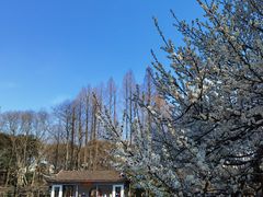 -杭州植物园