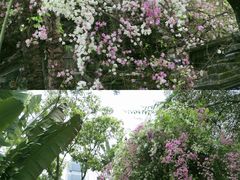 -深圳国际园林花卉博览园