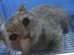 -十年猫舍·猫咪专门店(普陀店)