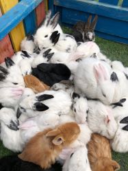 -萌宠亲子动物乐园(槐房万达店)