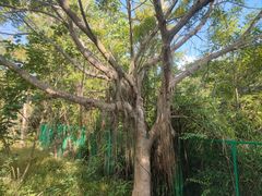 -聚龙山公园