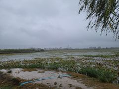-天津东丽湖风景区