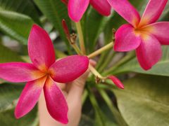 -石家庄市植物园