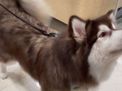 -帕帕拉兹宠物(亚洲旗舰店)