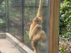 -海南热带野生动植物园