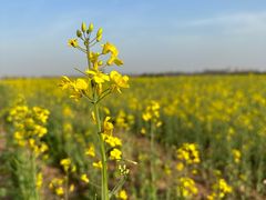 -汉长安城未央宫国家考古遗址公园
