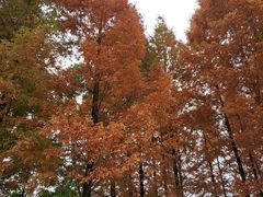 -白鹭湾湿地公园