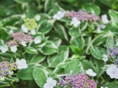 -谷咖啡·鲜花绿植花园餐厅