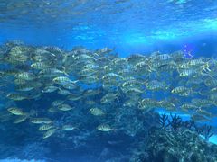 -海合安成都极地海洋公园