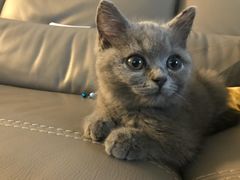 -猫大福·Fortune Cat猫舍(百子湾店)