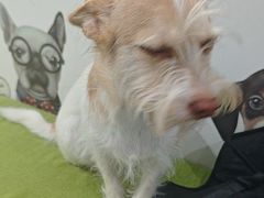 -瑞鹏宠物医院·爱宠堂·骨外专科(西荷分院)