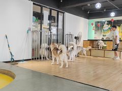 -Husky Go! 哈士奇体验馆·宠物咖啡厅狗咖