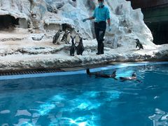 -帝企鹅自助餐厅•儿童岛•真企鹅(长隆企鹅酒店)