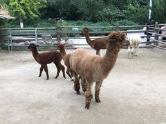 -北京市海淀外国语实验学校