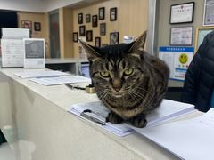 -申普宠物医院·心脏介入·心血管微创(总院)