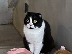 -猫儿山۰猫主题餐厅