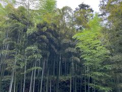 -东明山森林公园