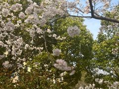 -高东镇樱花园