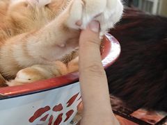 -平行世界·猫咖(首经贸店)