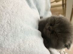 iphone_upload_pic-中农大我爱我爱24h动物医院·中医针灸·猫专科·骨科医疗中心(双井店)
