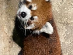 -绿色星球动物主题公园