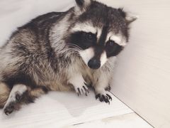 -浣熊柯尔鸭土拨鼠·电玩咖