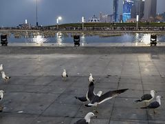 -东港音乐喷泉广场