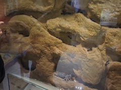 -上海昆虫博物馆