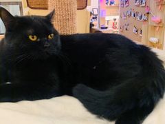-滚猫咖啡·猫咖·猫友好撸猫(未来城店)