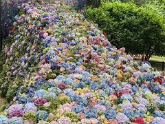 -上海共青森林公园