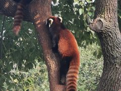 -合肥野生动物园
