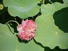 -莲花池公园