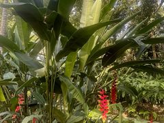 -中国科学院西双版纳热带植物园