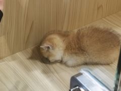 -屋虎猫馆(宝安大仟里店)