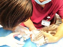 -纳吉亚猫专科动物诊疗中心(蒋宅口分院)