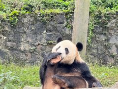 -都江堰中华大熊猫苑